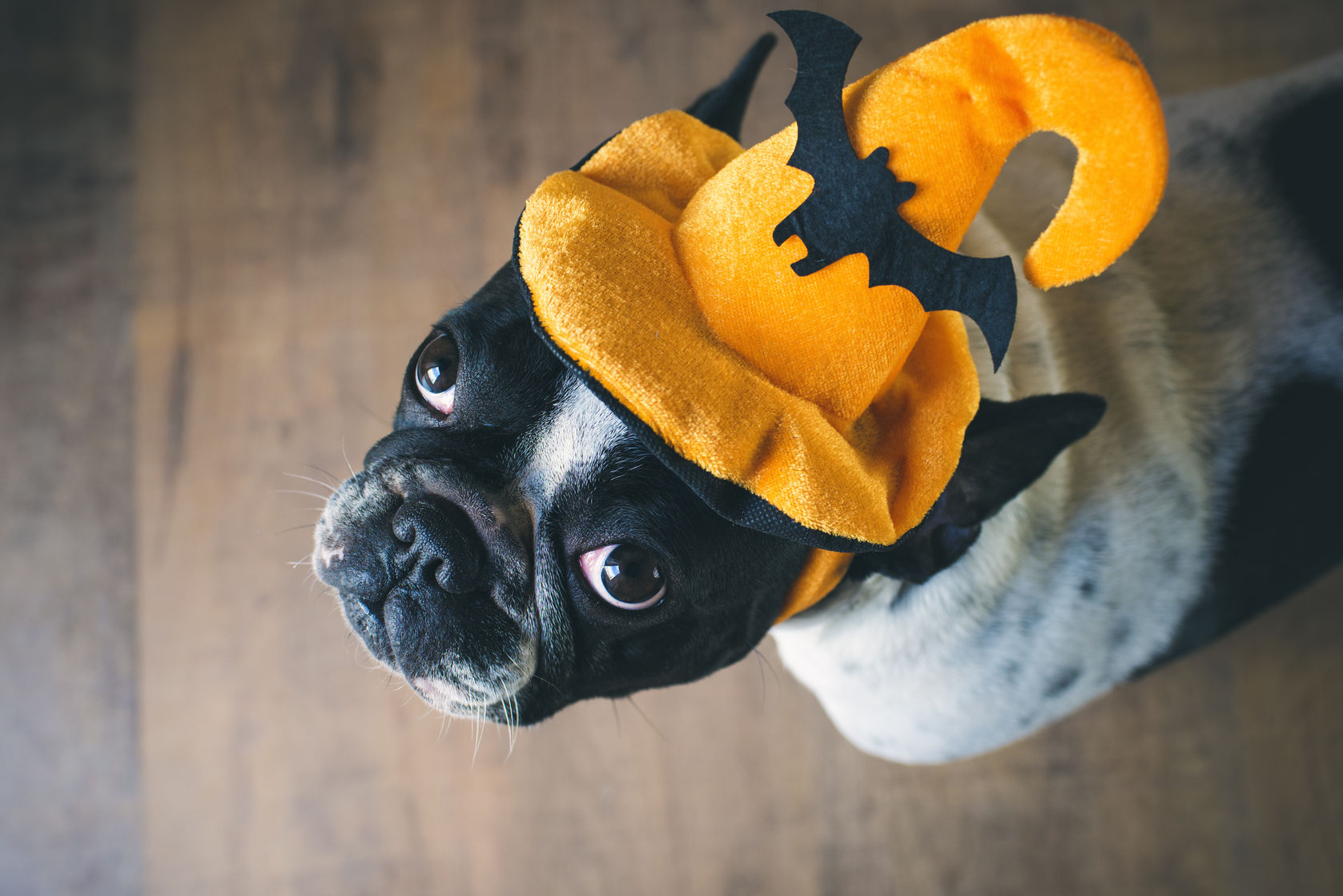 dog halloween costume