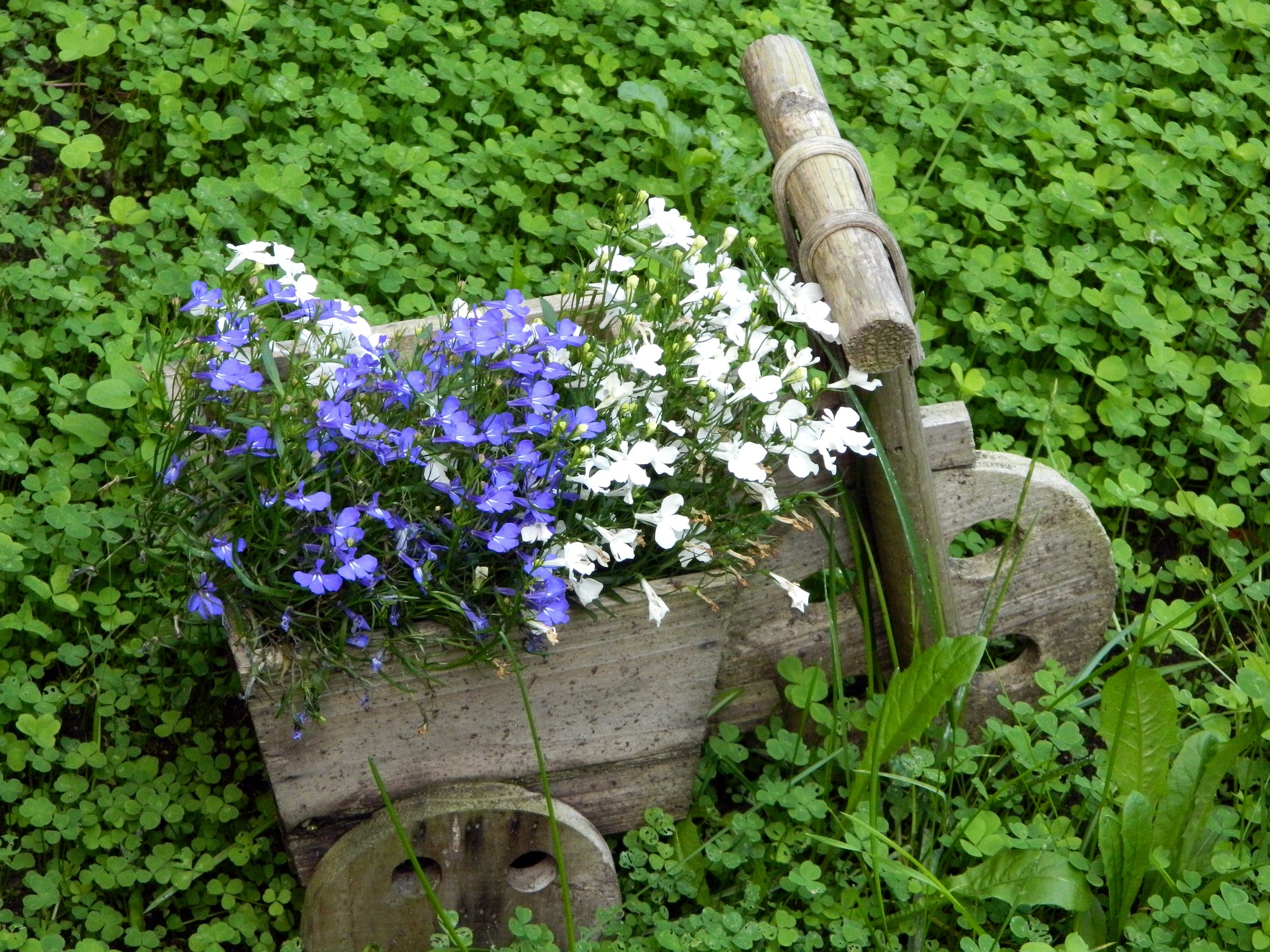 unique flower containers