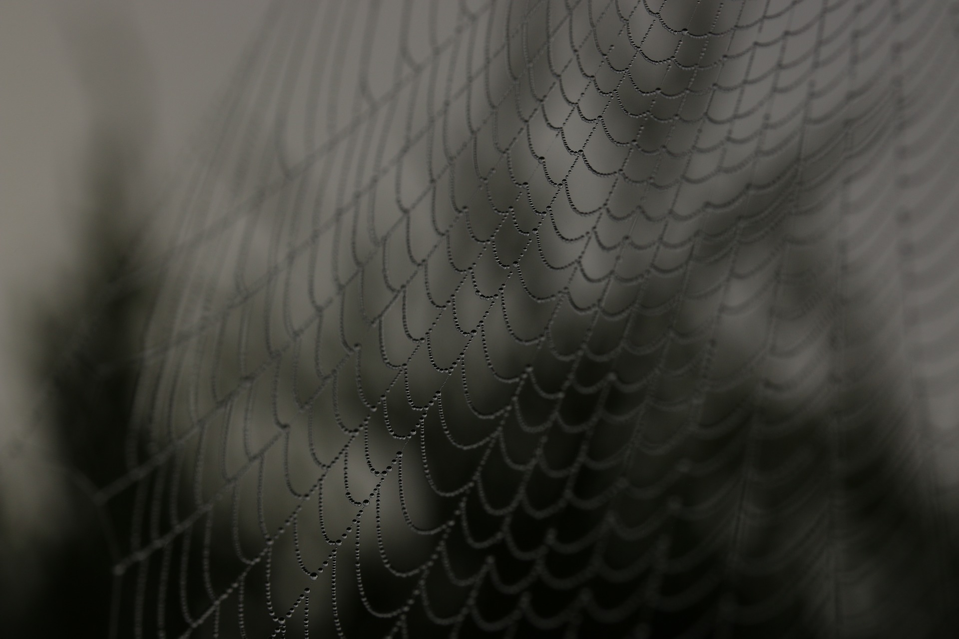 cob webs