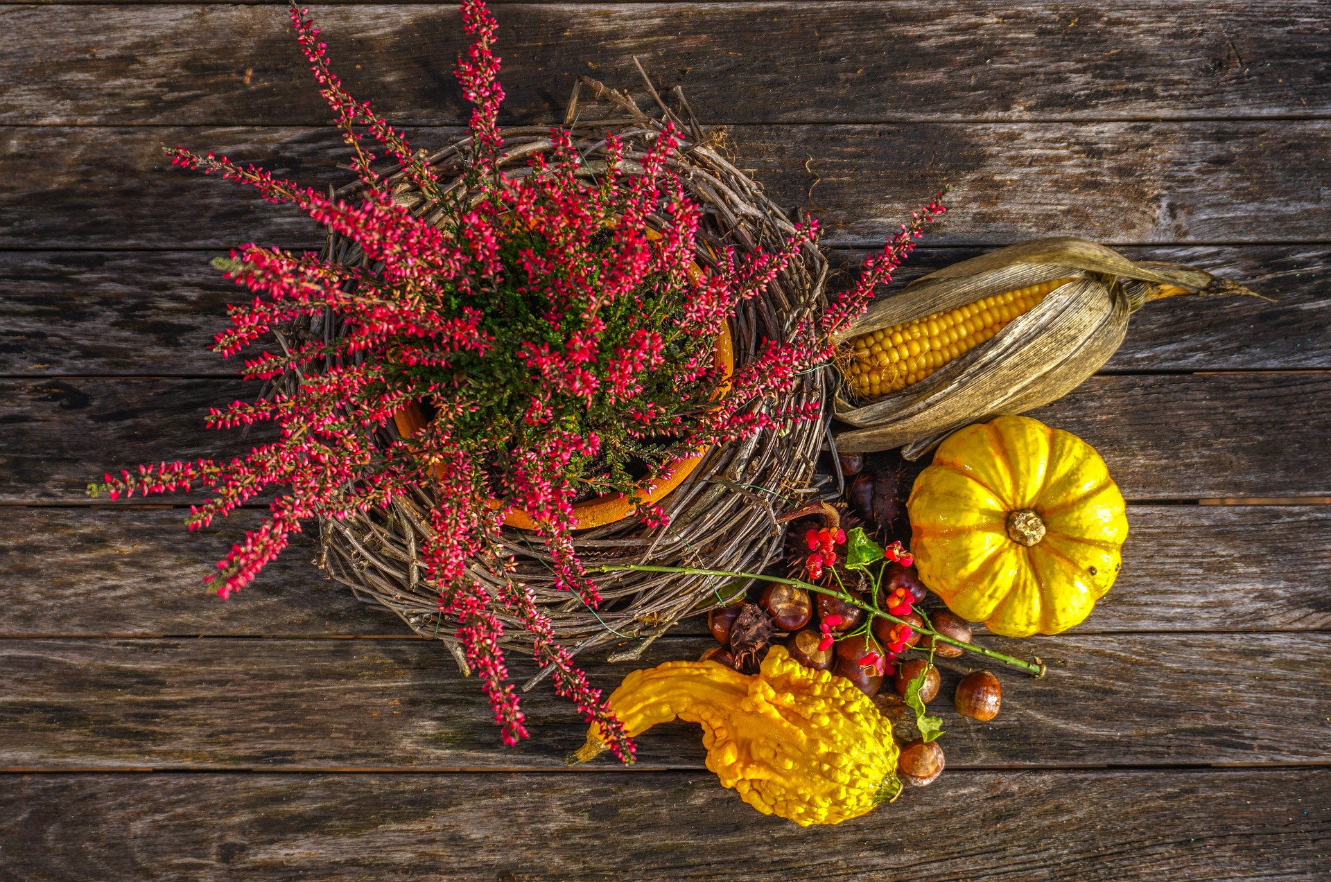 Thanksgiving harvest
