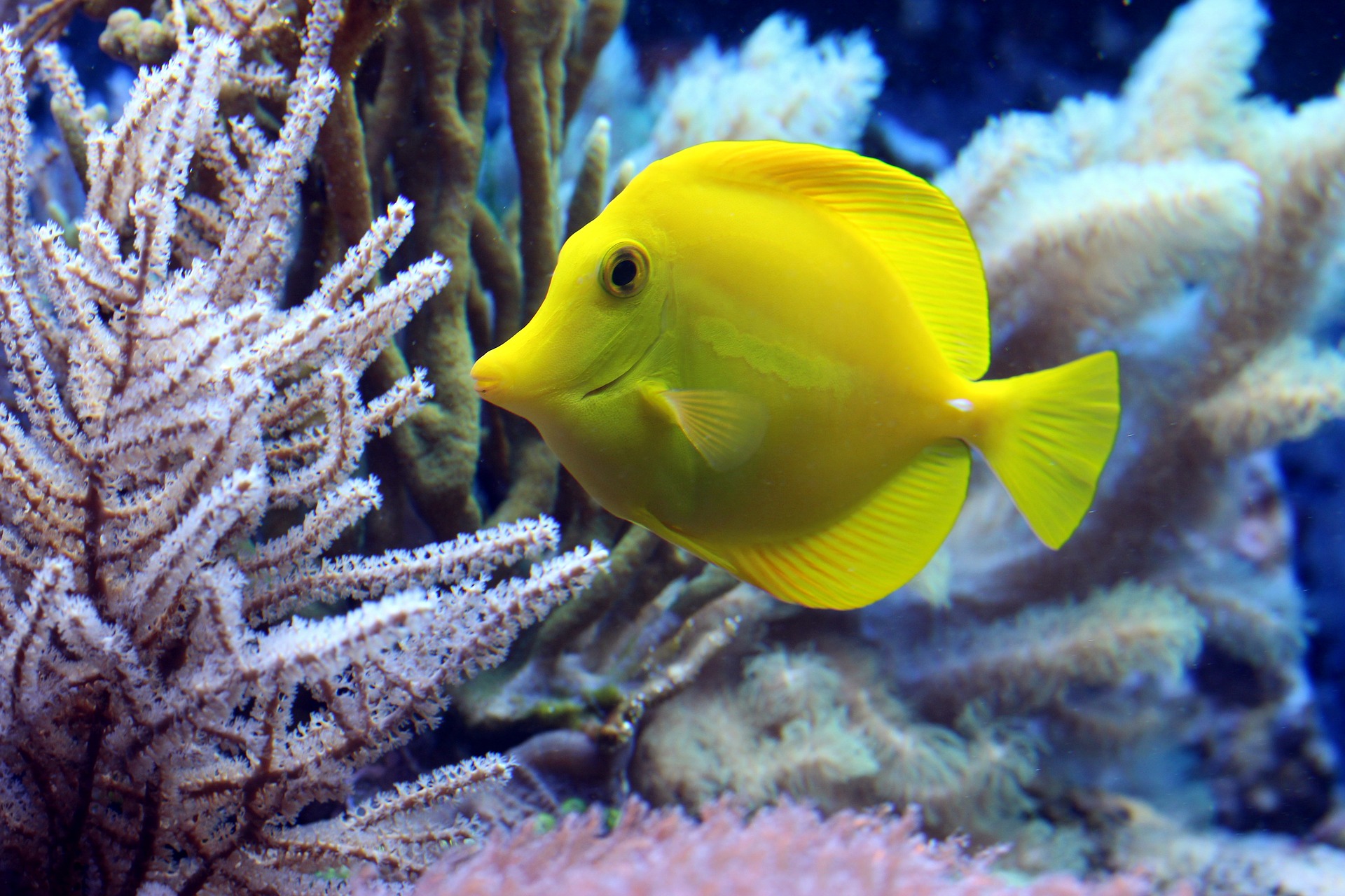 fish aquarium