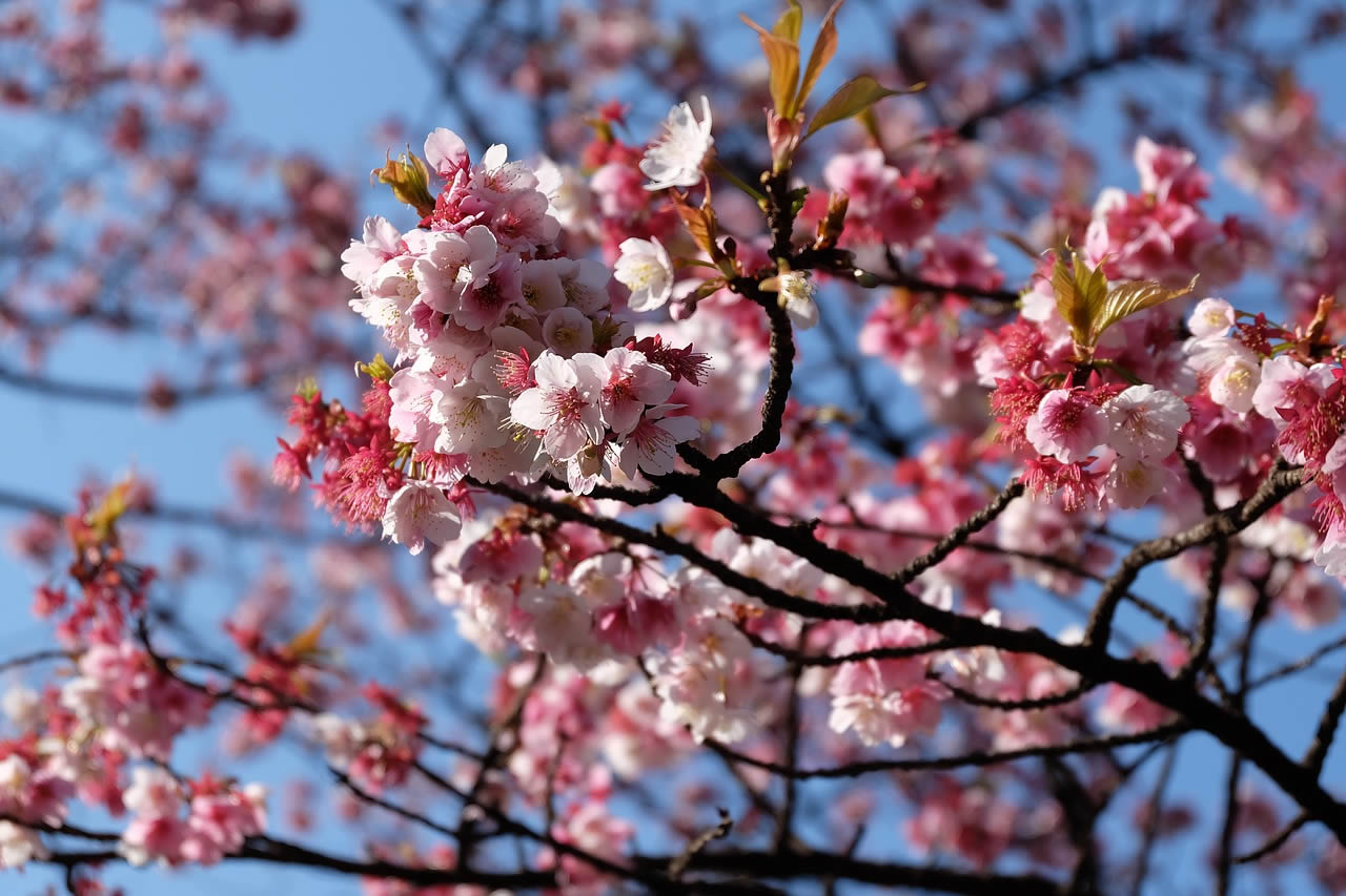 spring cherry blossoms