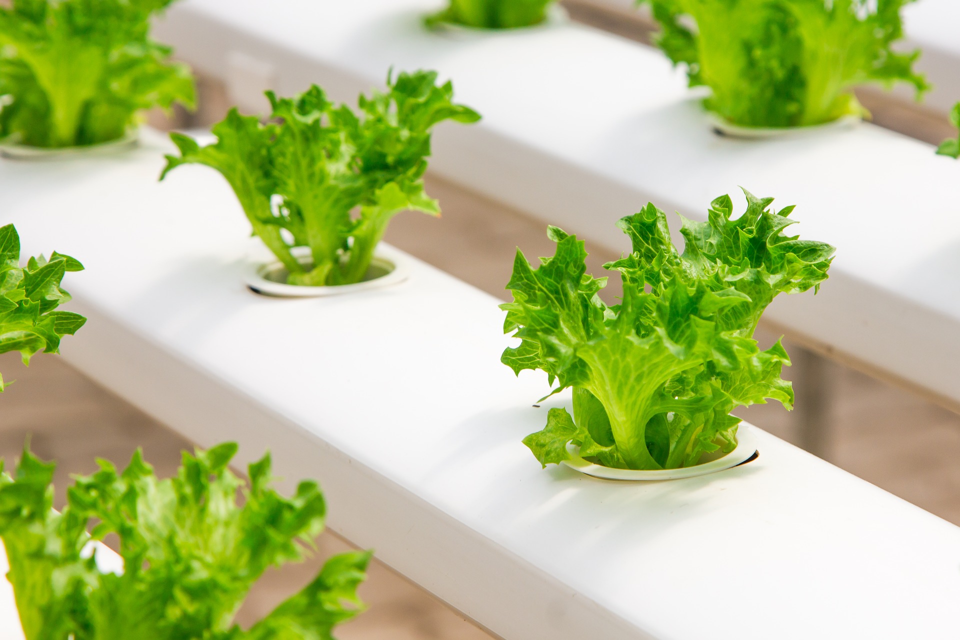 hydroponic lettuce
