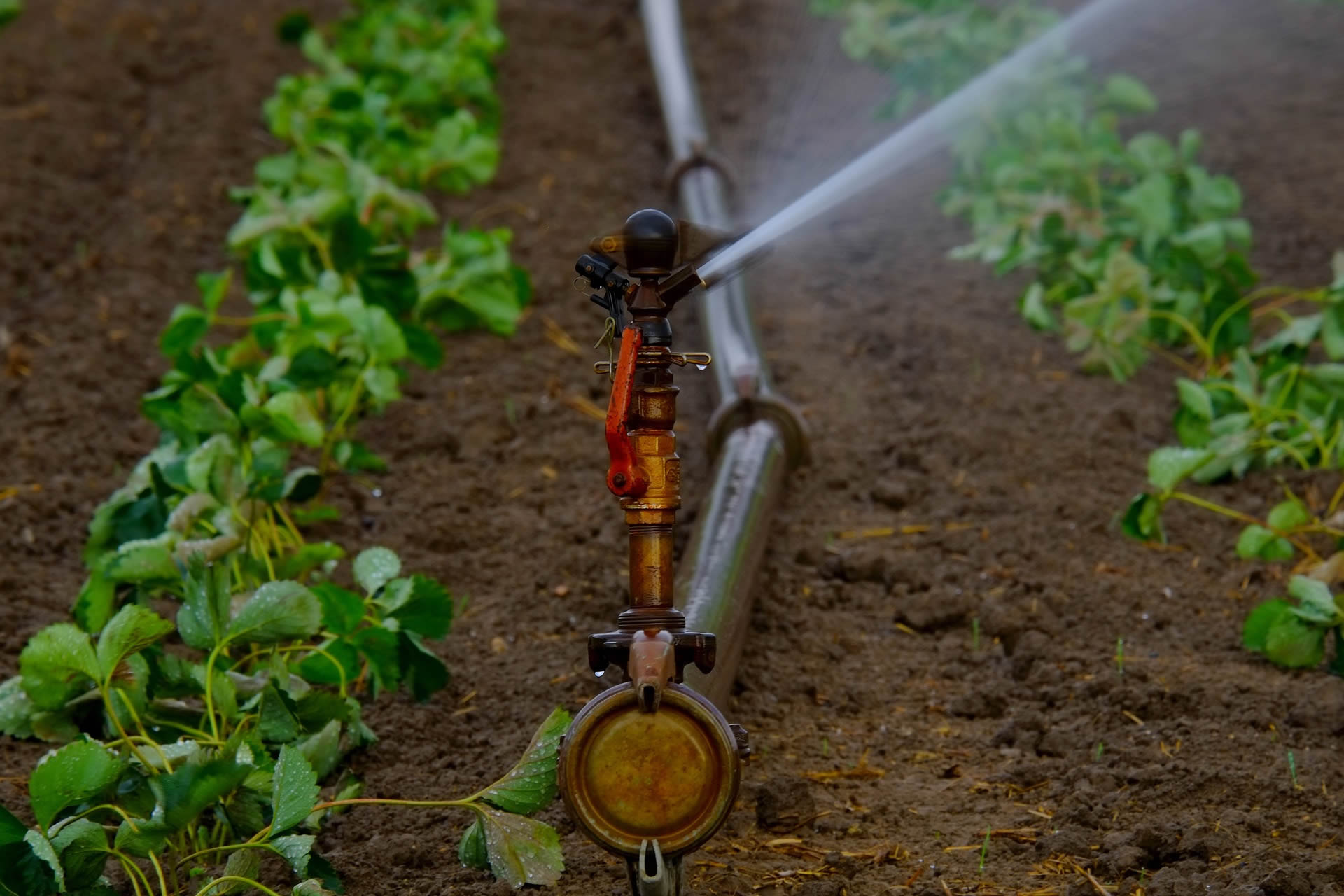 watered landscape