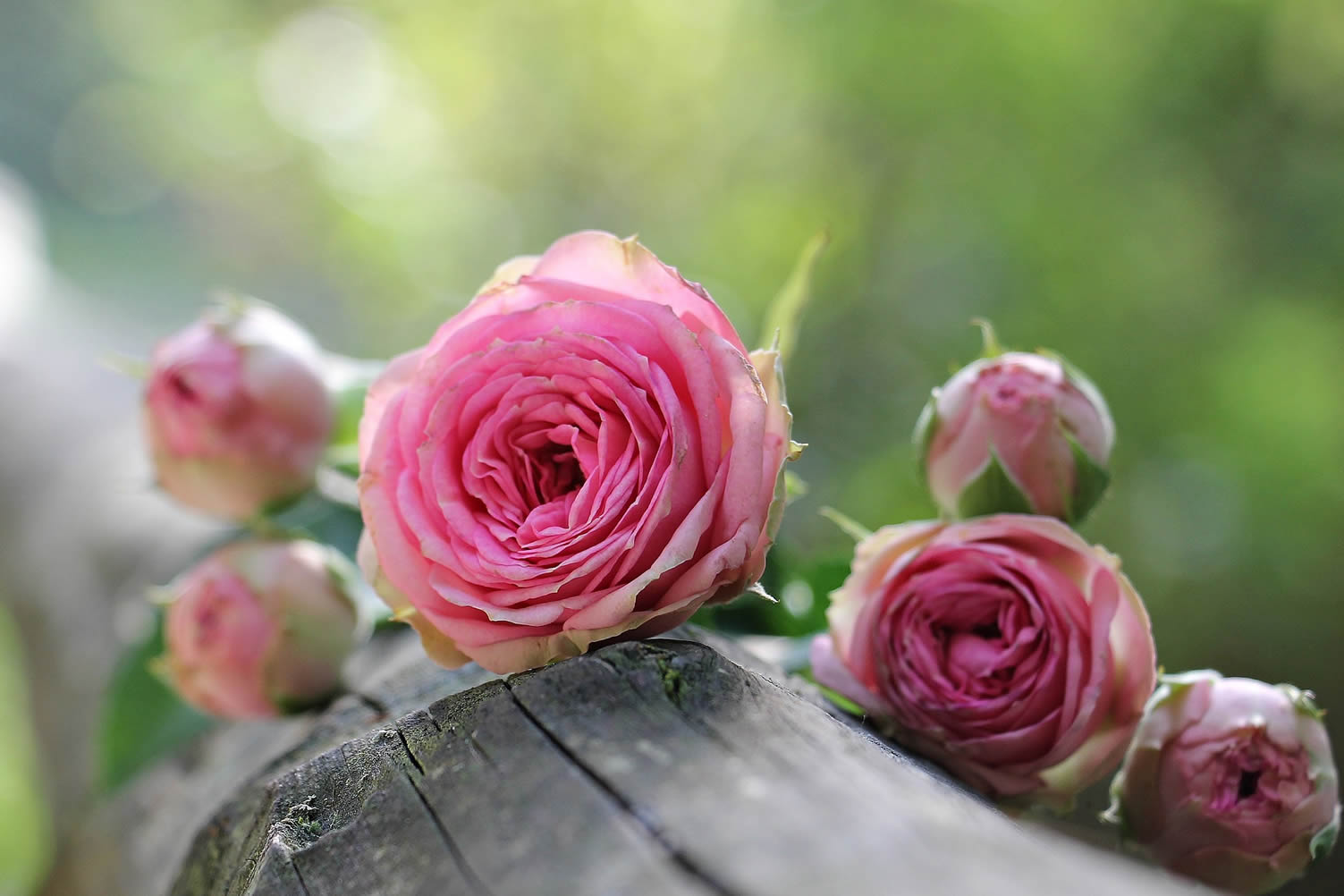 rose post