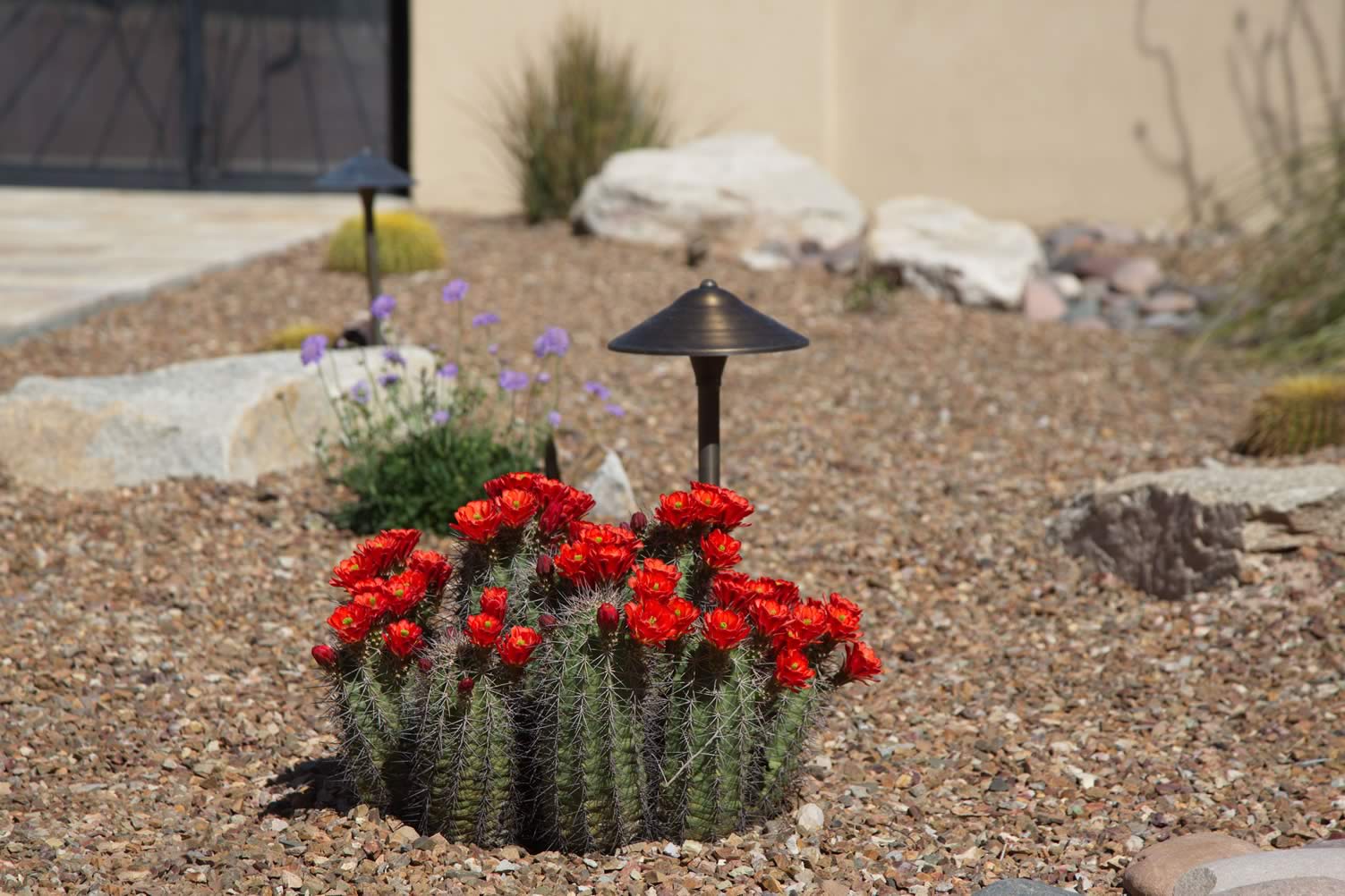 arid gardening