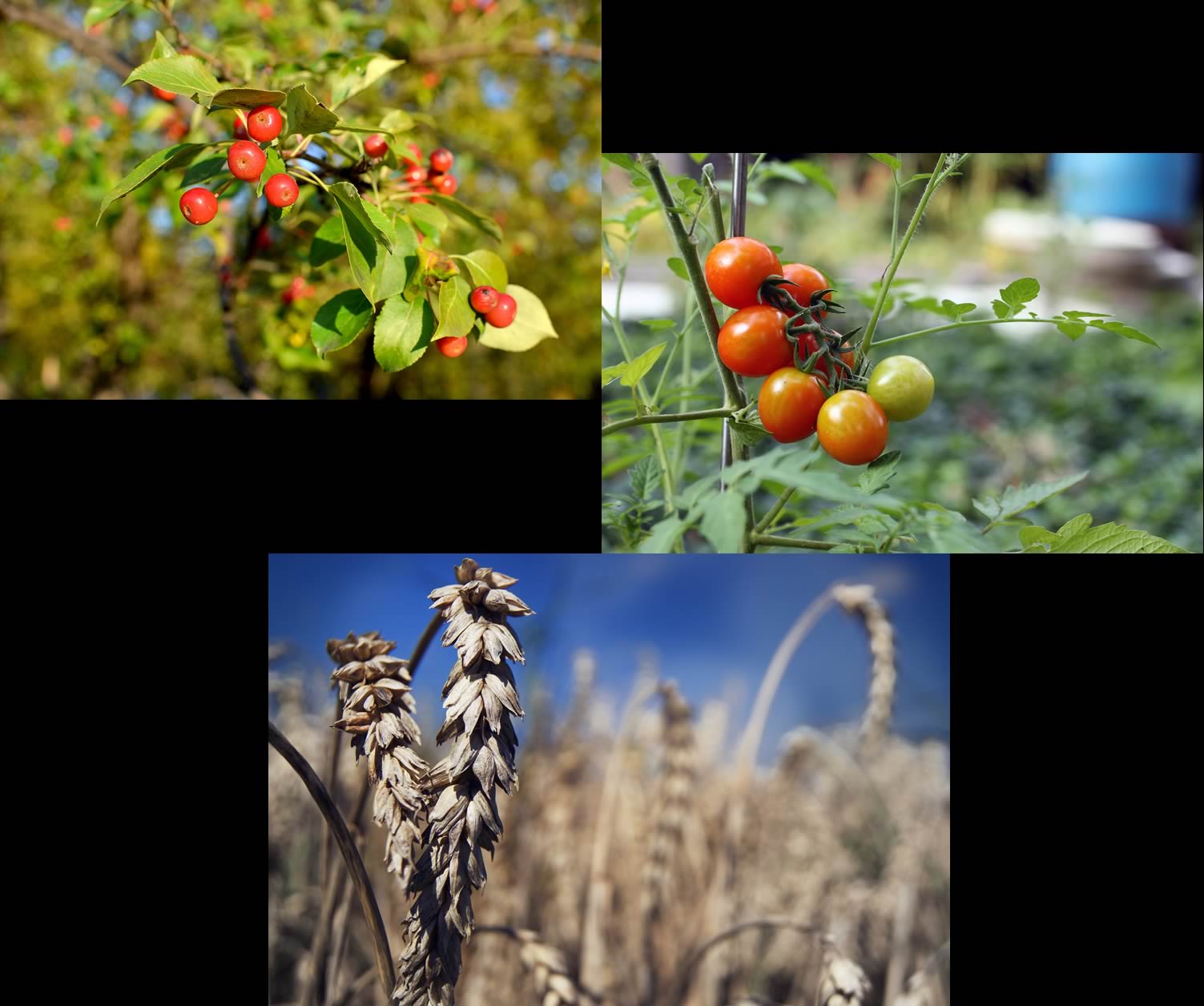 august harvest