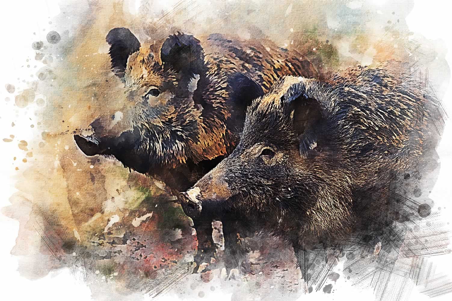 brown boars