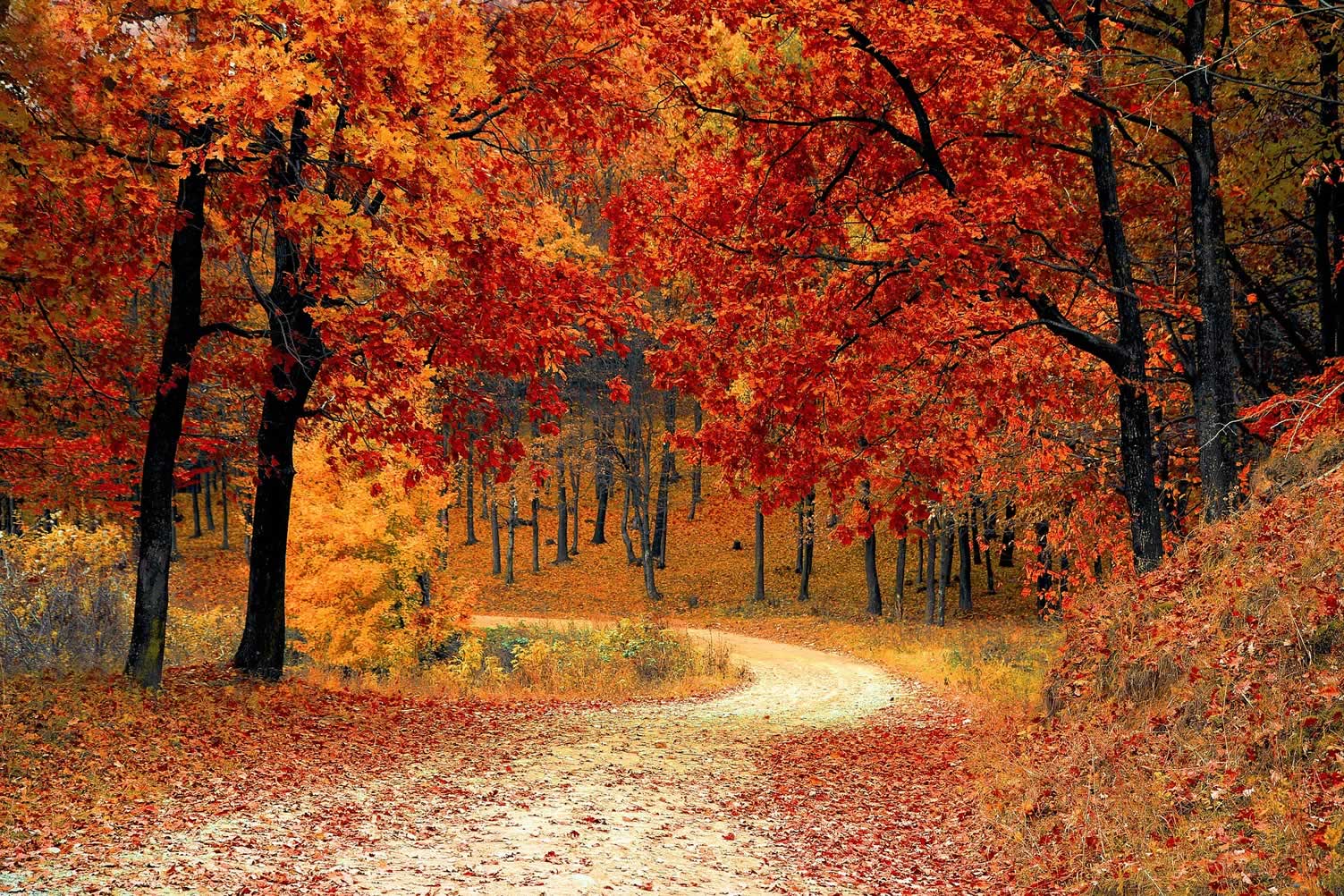 fall colors