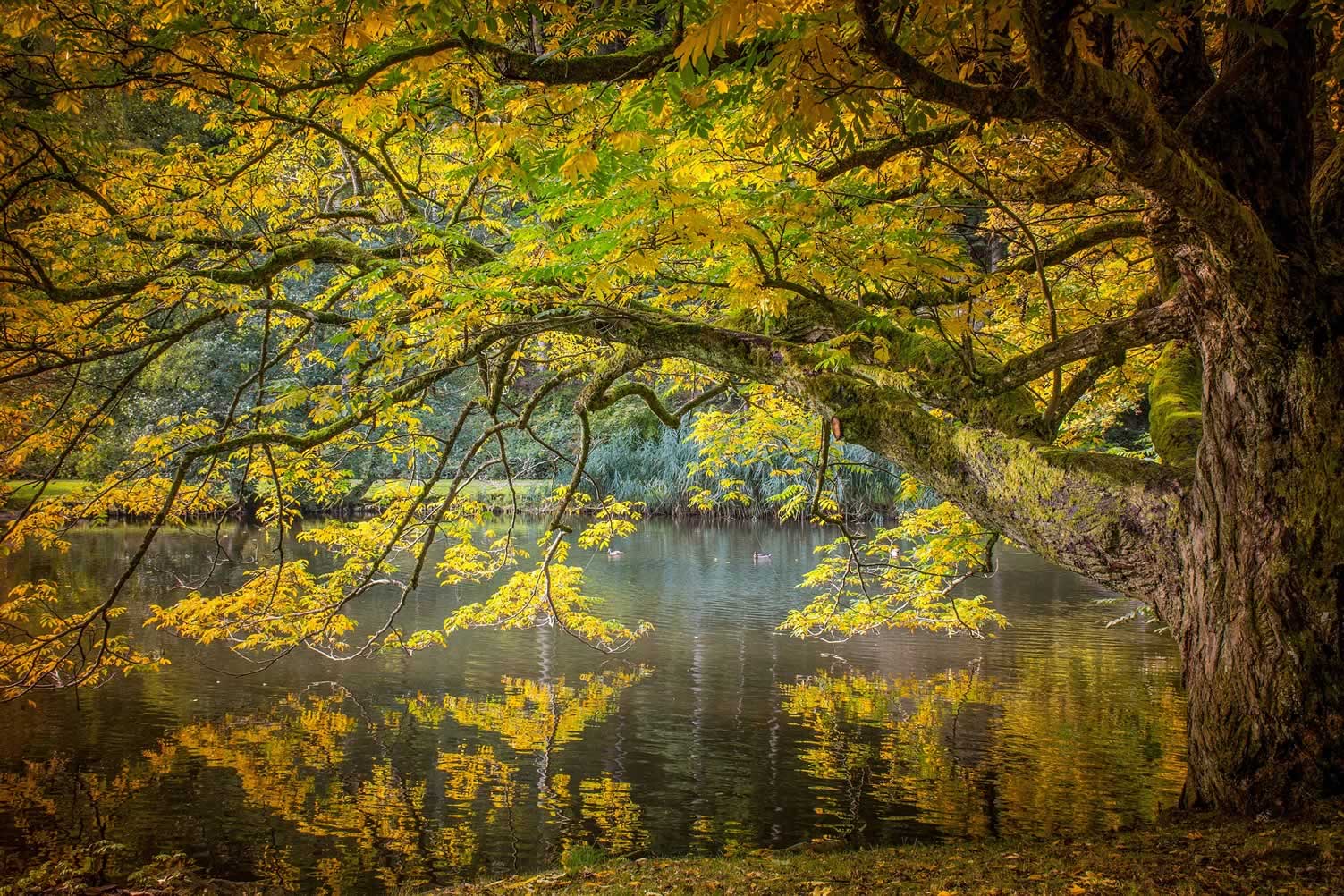 fall colors
