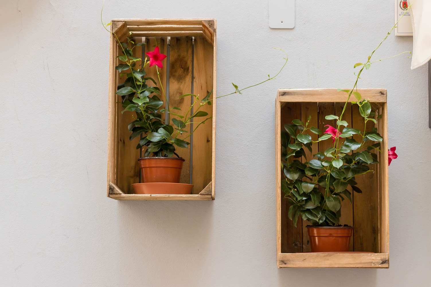 wall vase