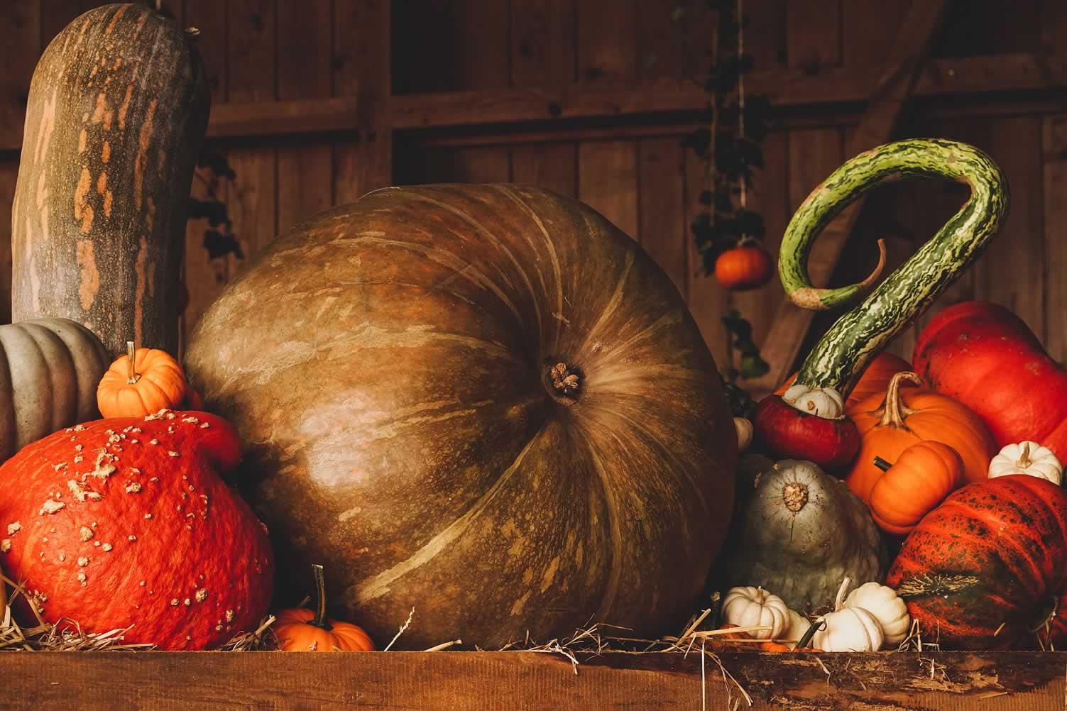 Pumpkin Display
