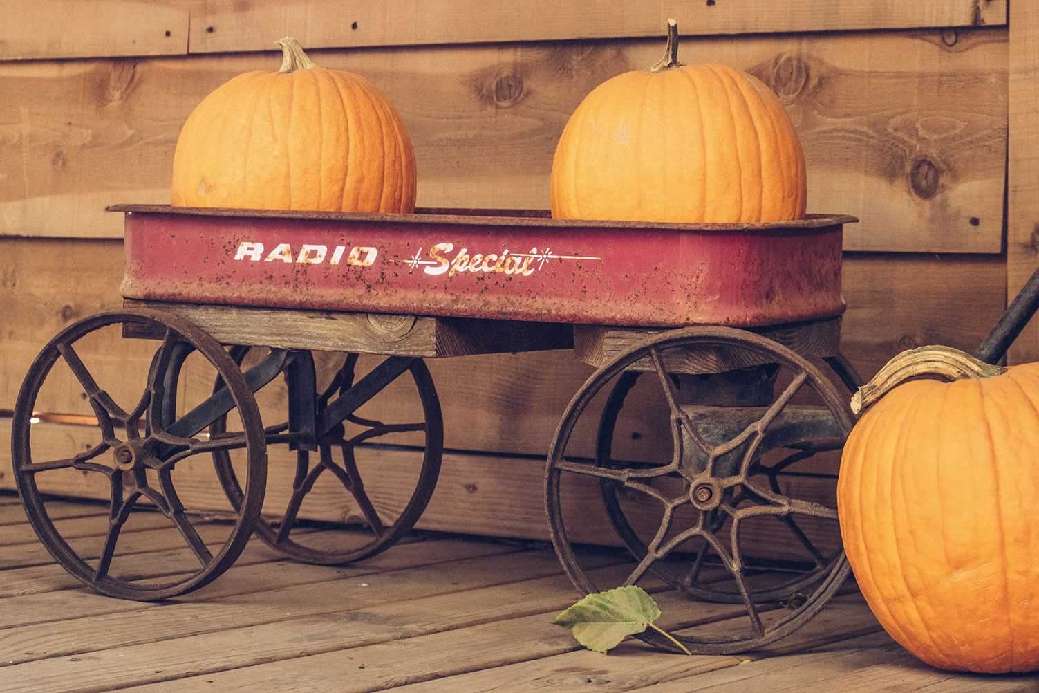 Pumpkin Display