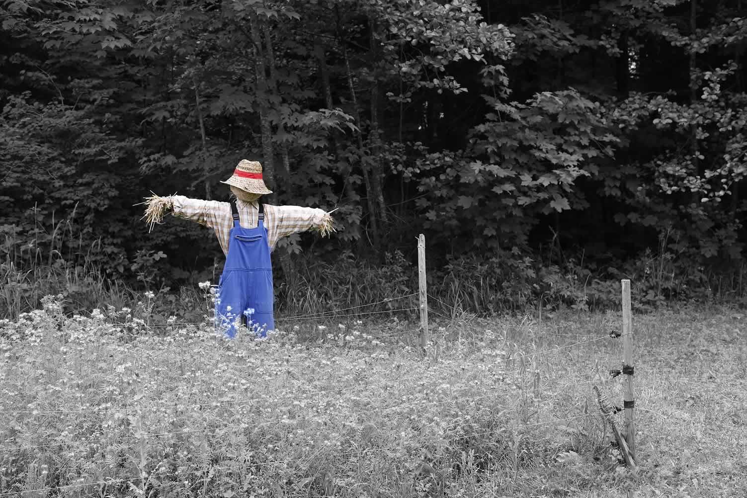 scarecrow to come down