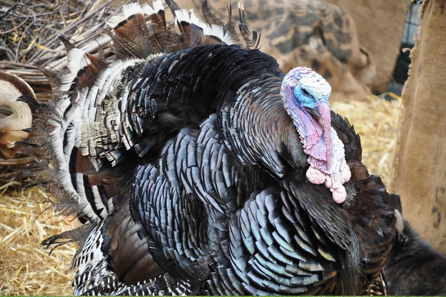 thanksgiving turkey