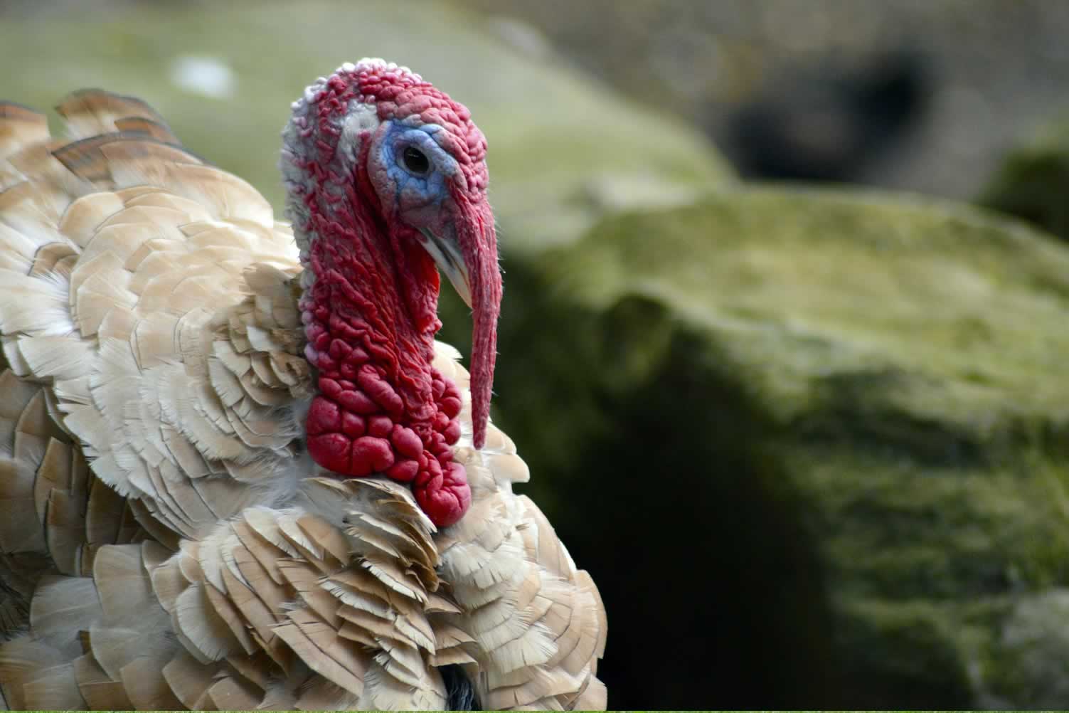 turkey