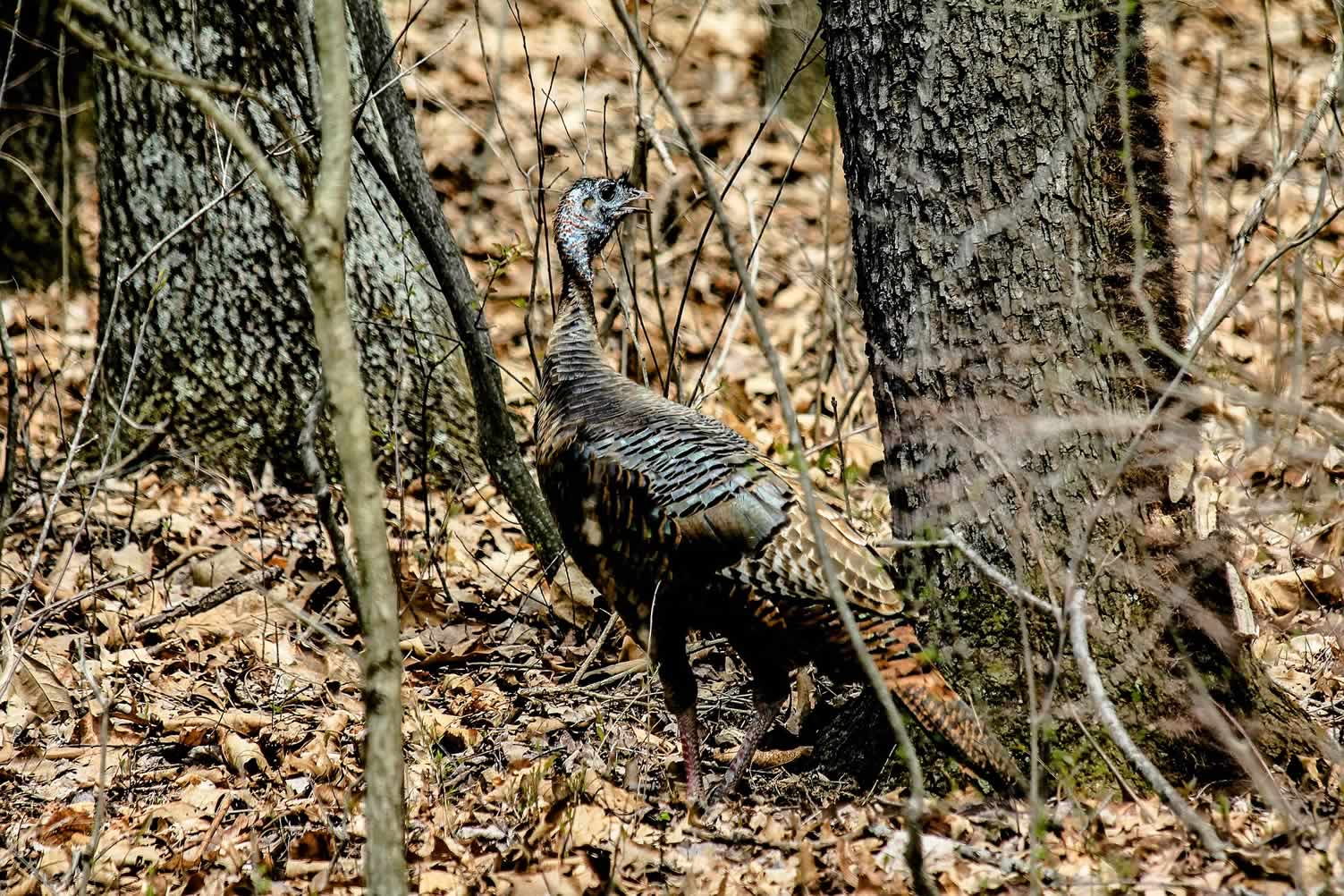 wild turkey