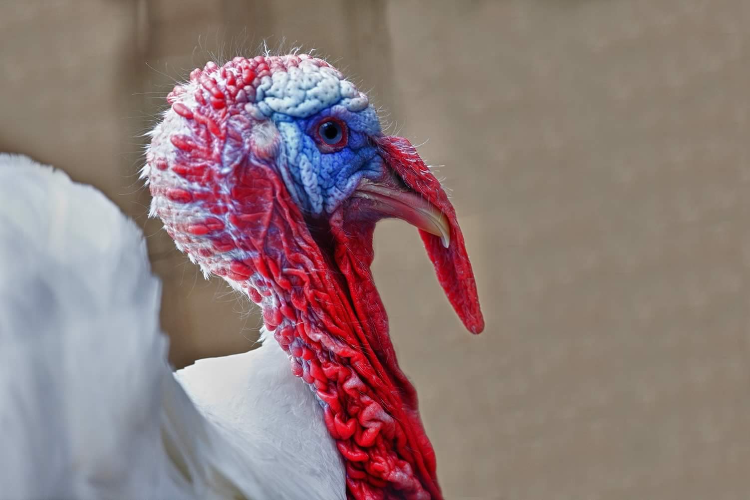 Thanksgiving turkey
