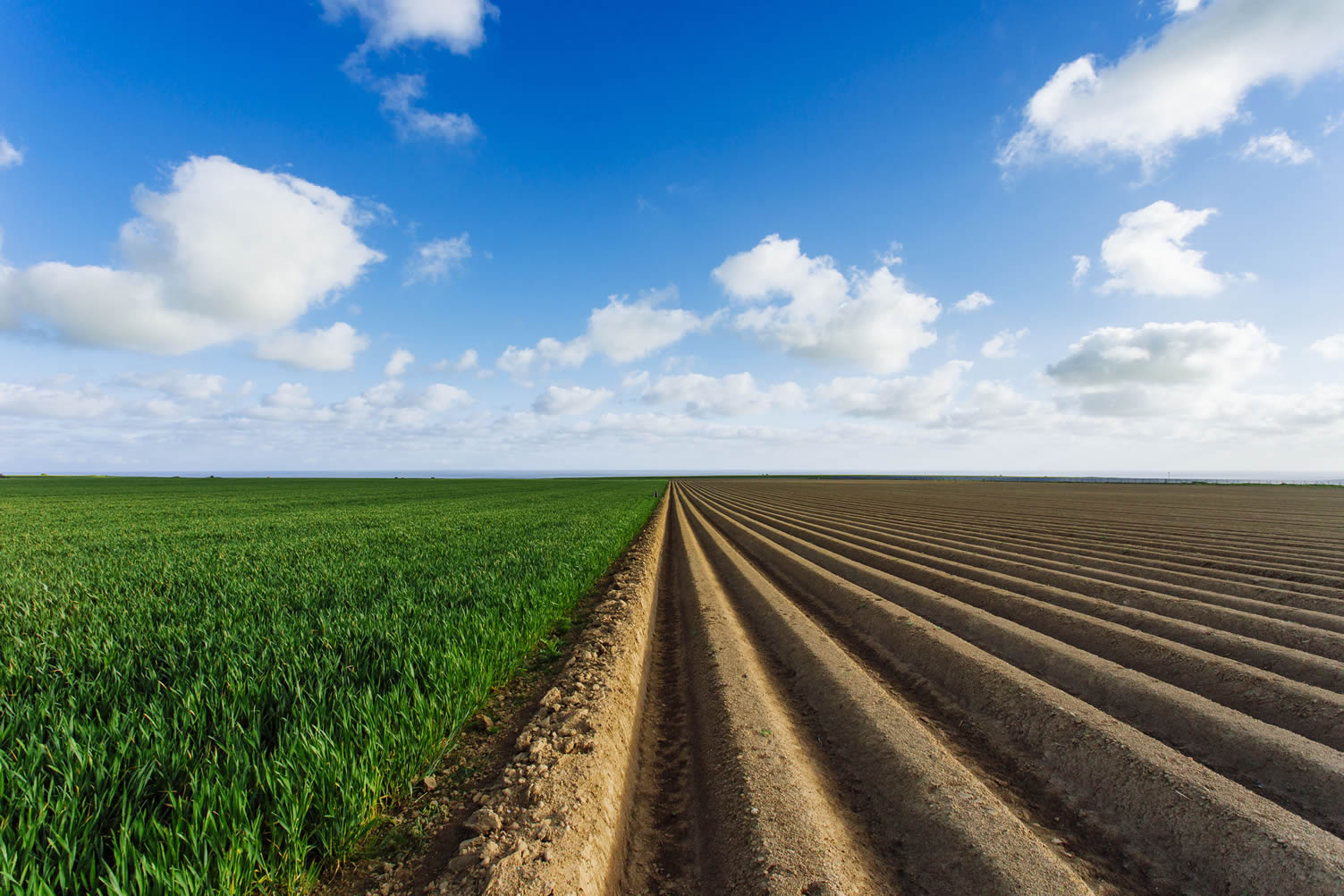 furrowed field