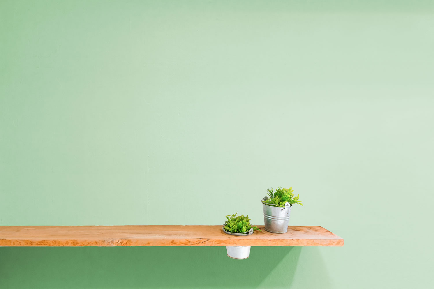displaying house plants