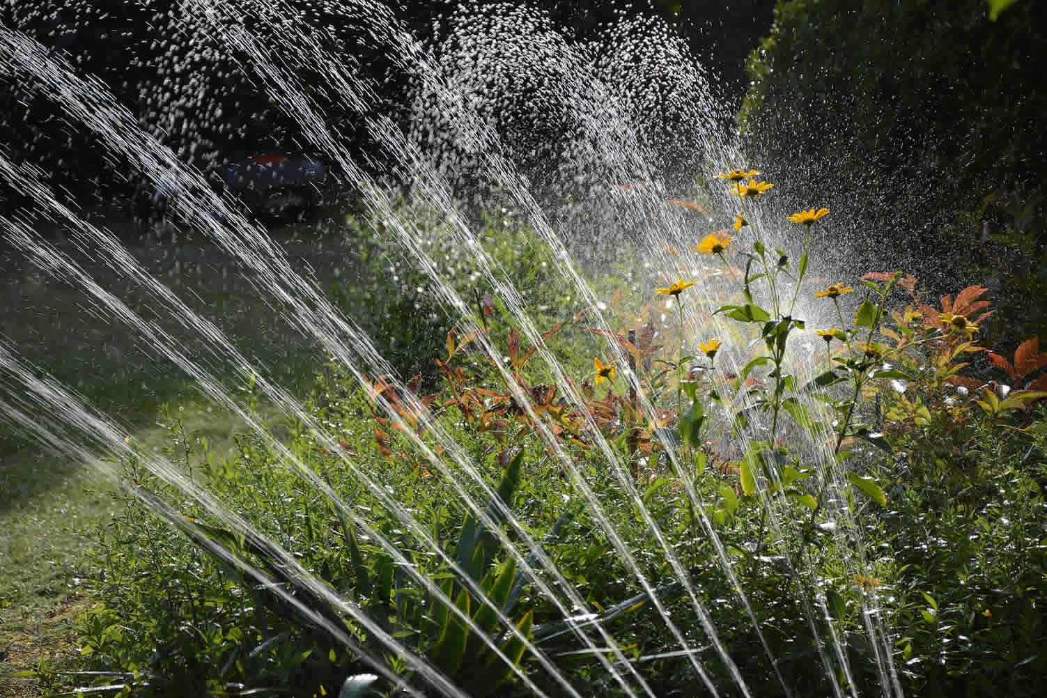 yard irrigation