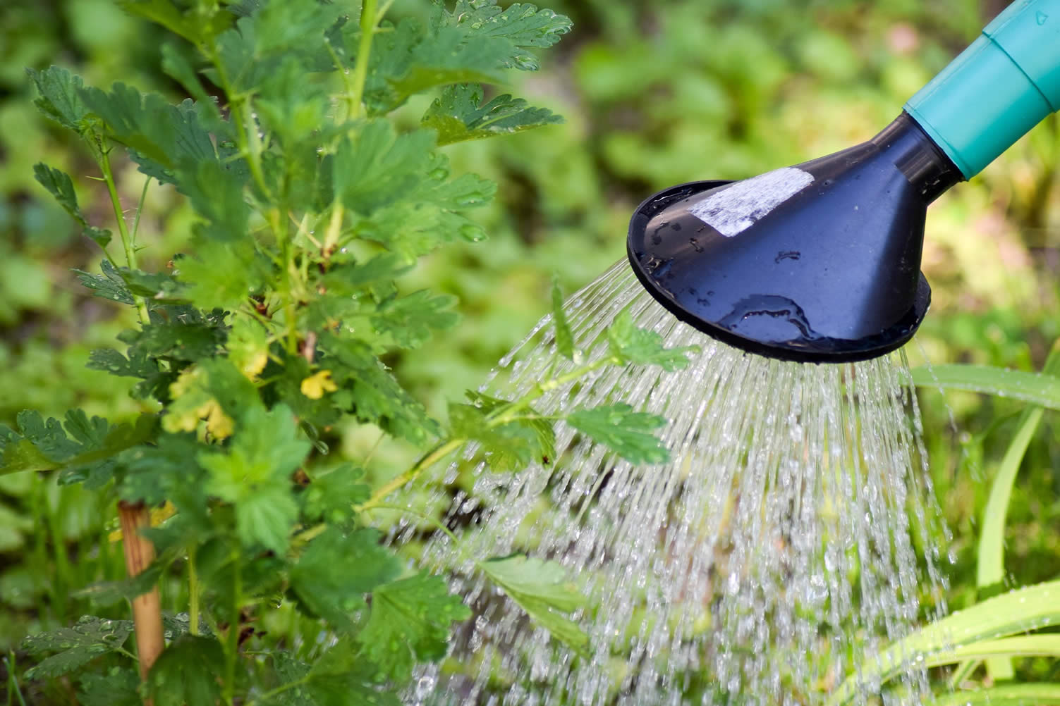 yard irrigation