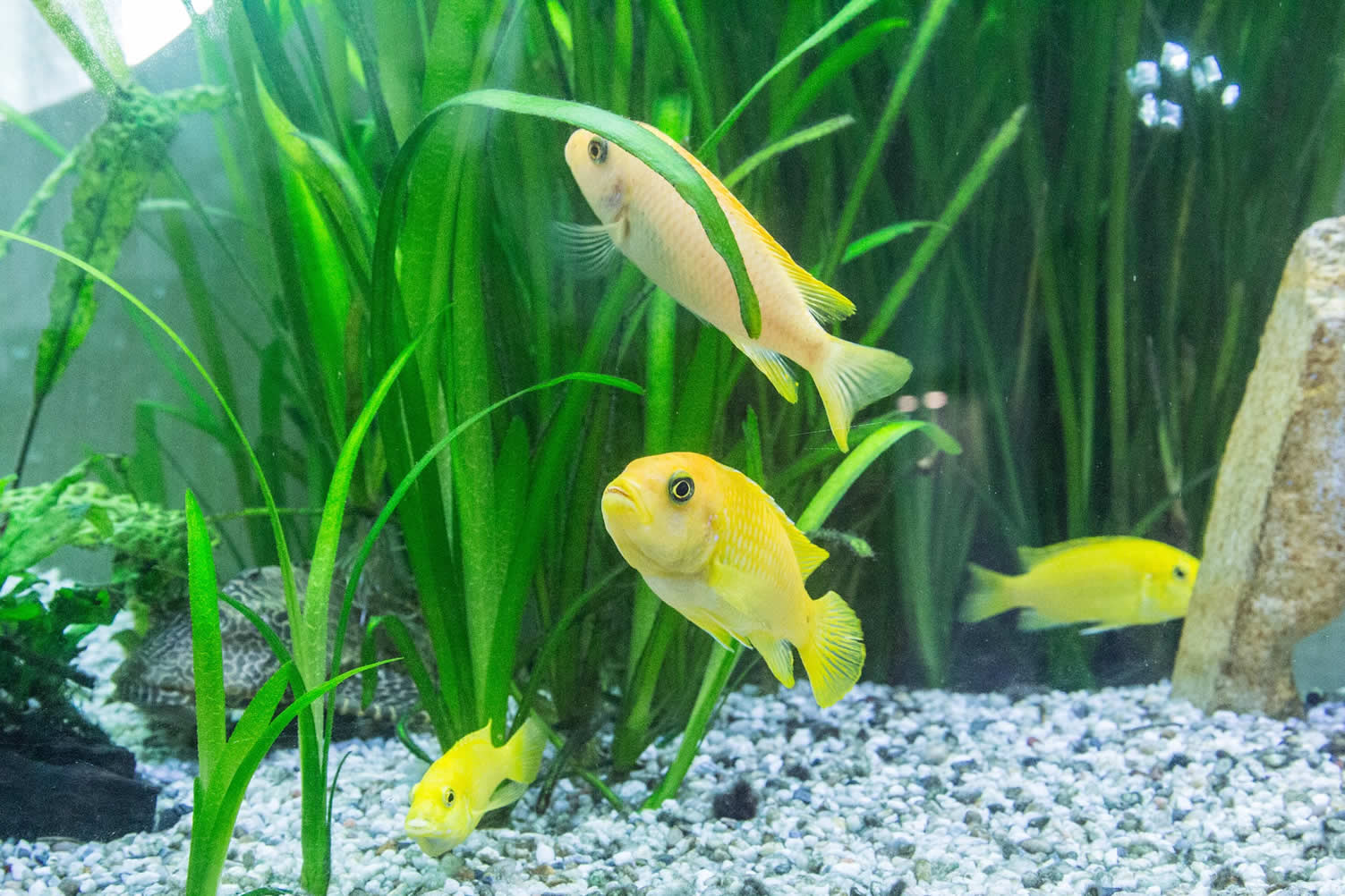 fish aquarium
