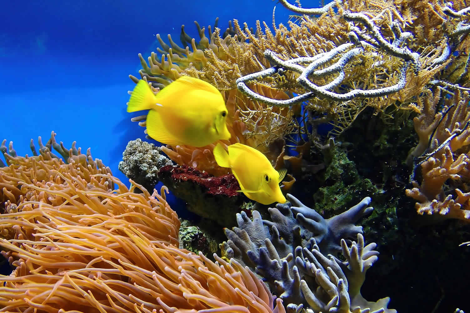 fish aquarium