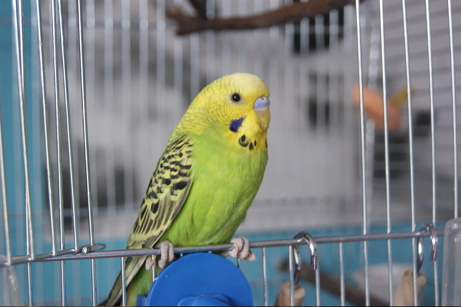 other house pets
