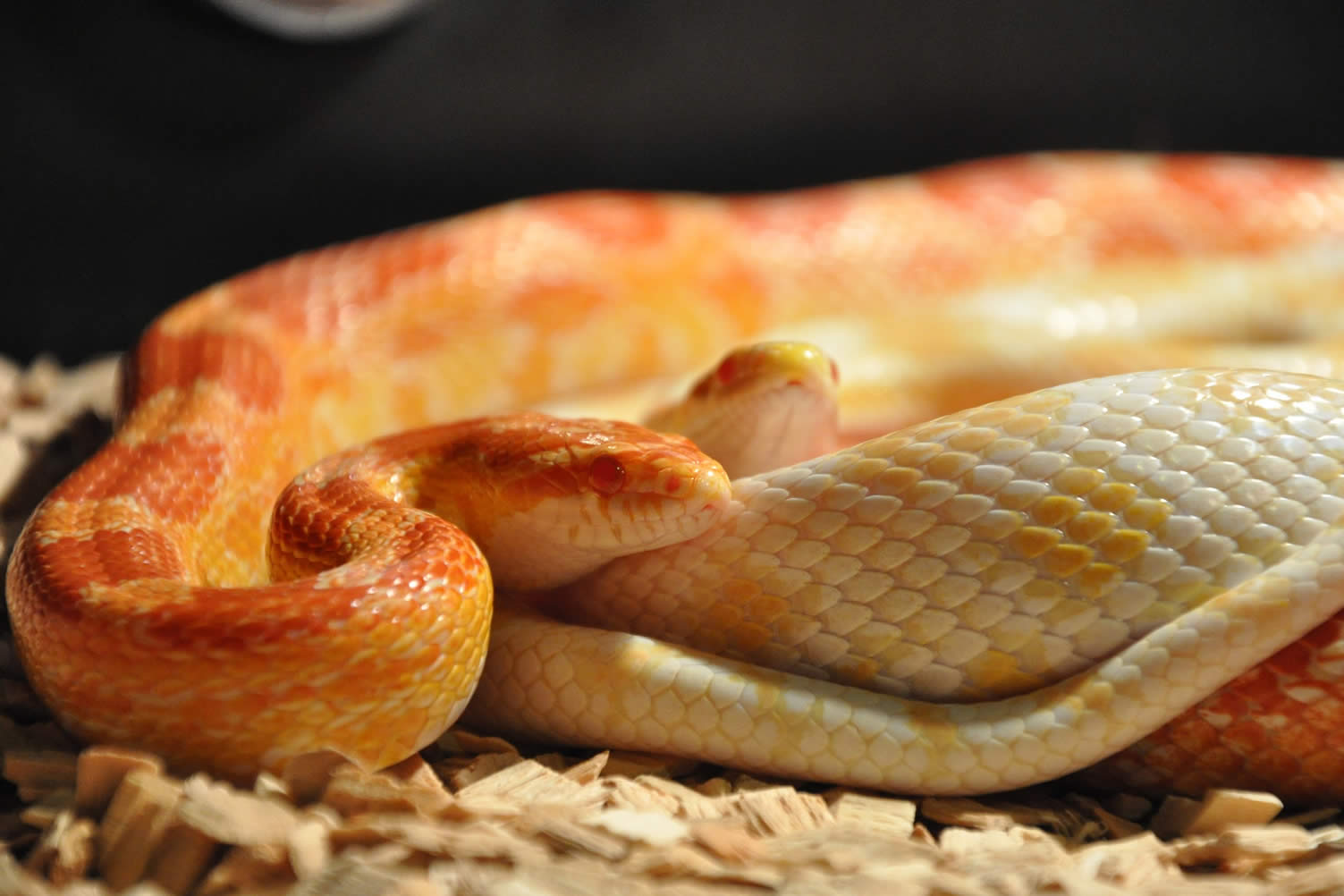 other house pets