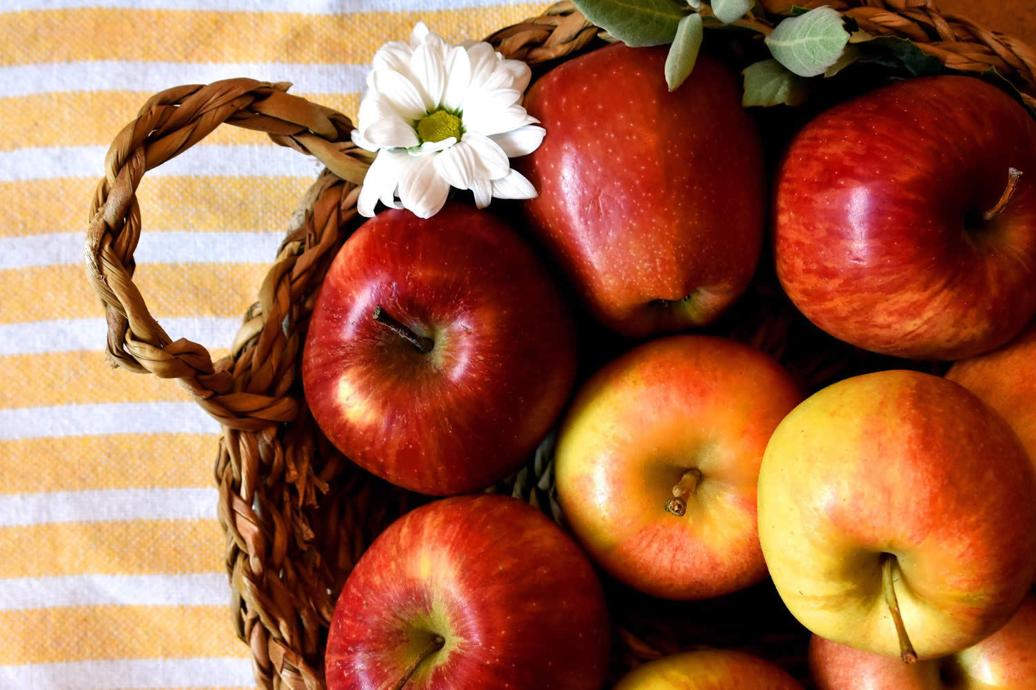apple harvest