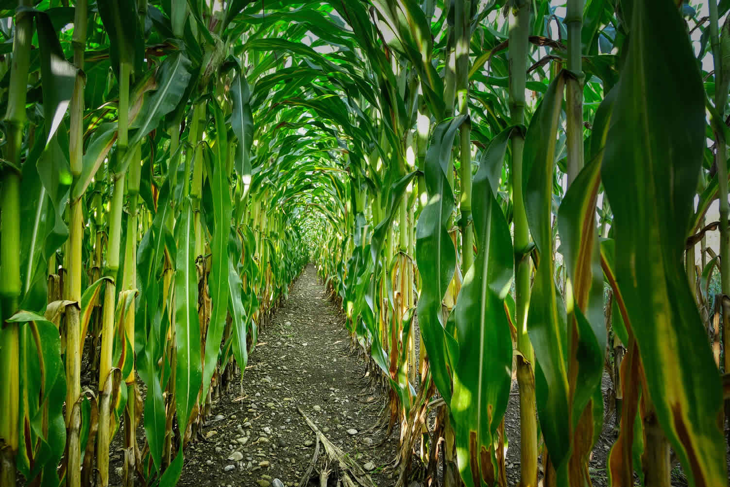 corn harvest