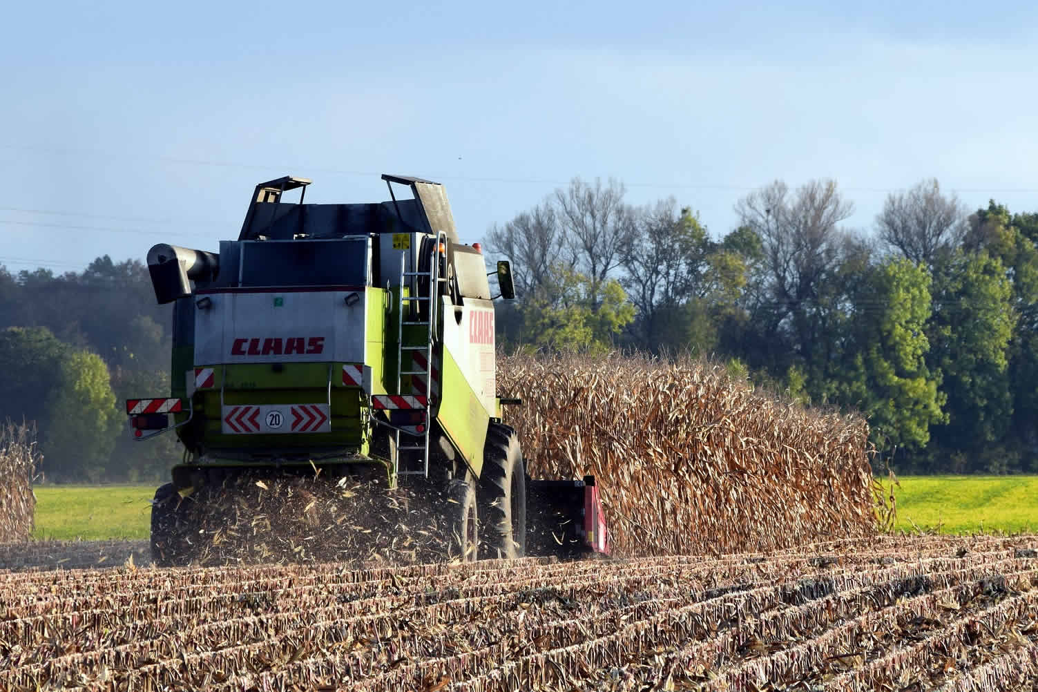 corn harvest