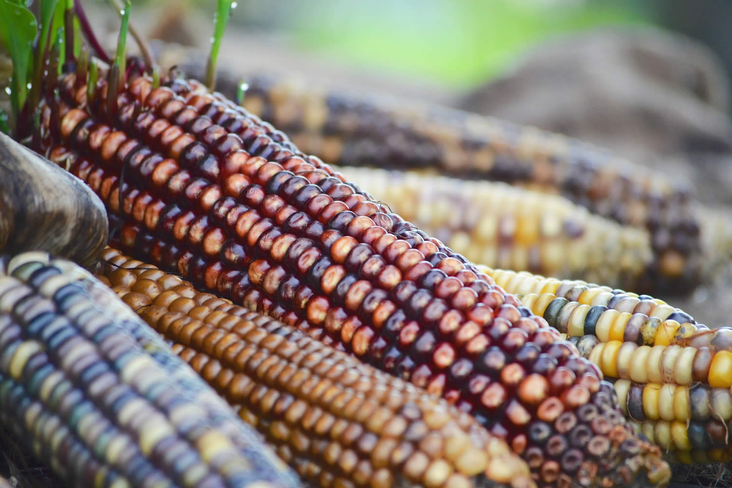 corn harvest