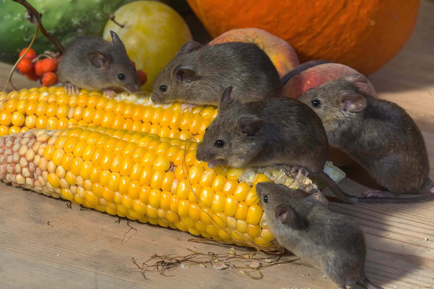 fall pest prevention