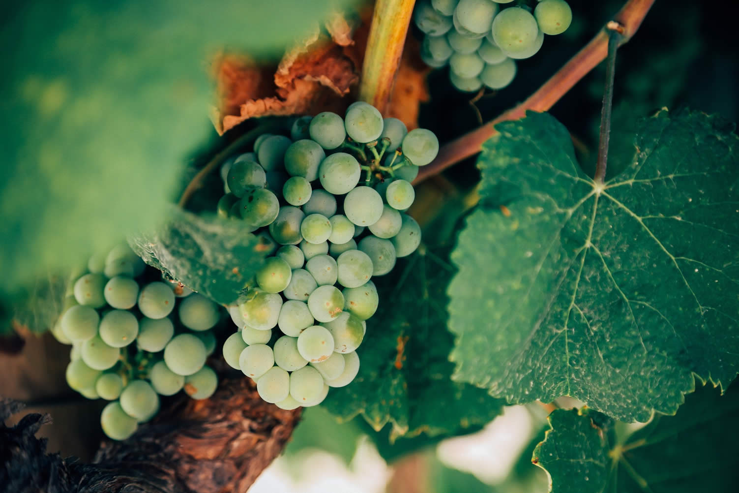 harvest gathering