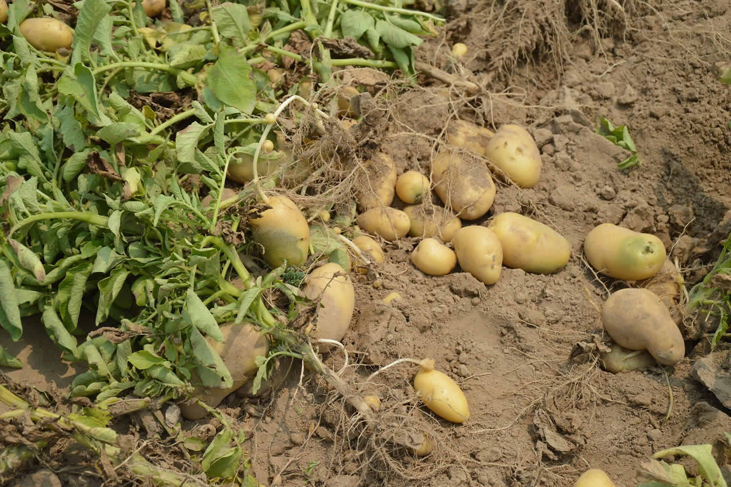 potato harvest