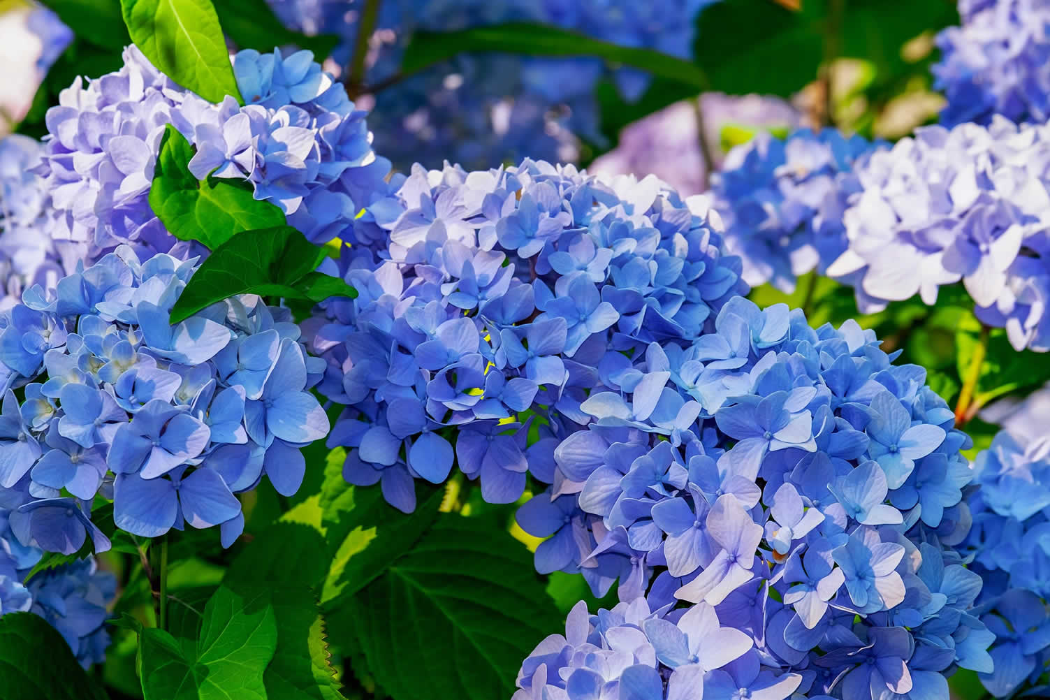 landscaping plants