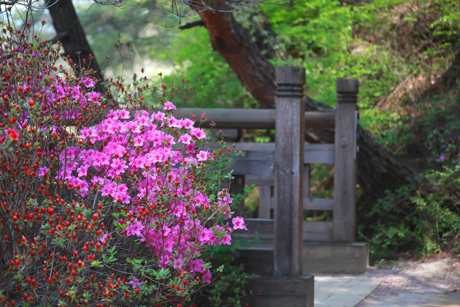 landscaping plants