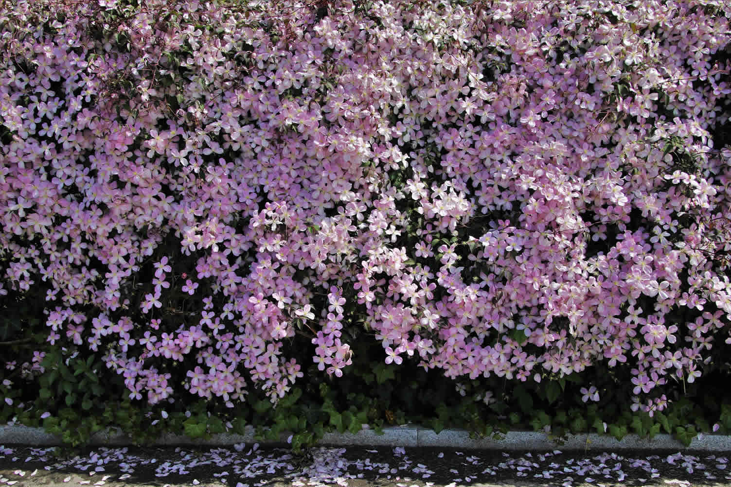 landscaping plants