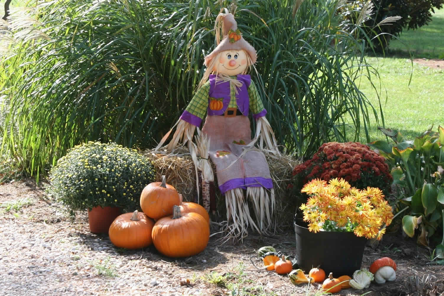 pumpkins for halloween
