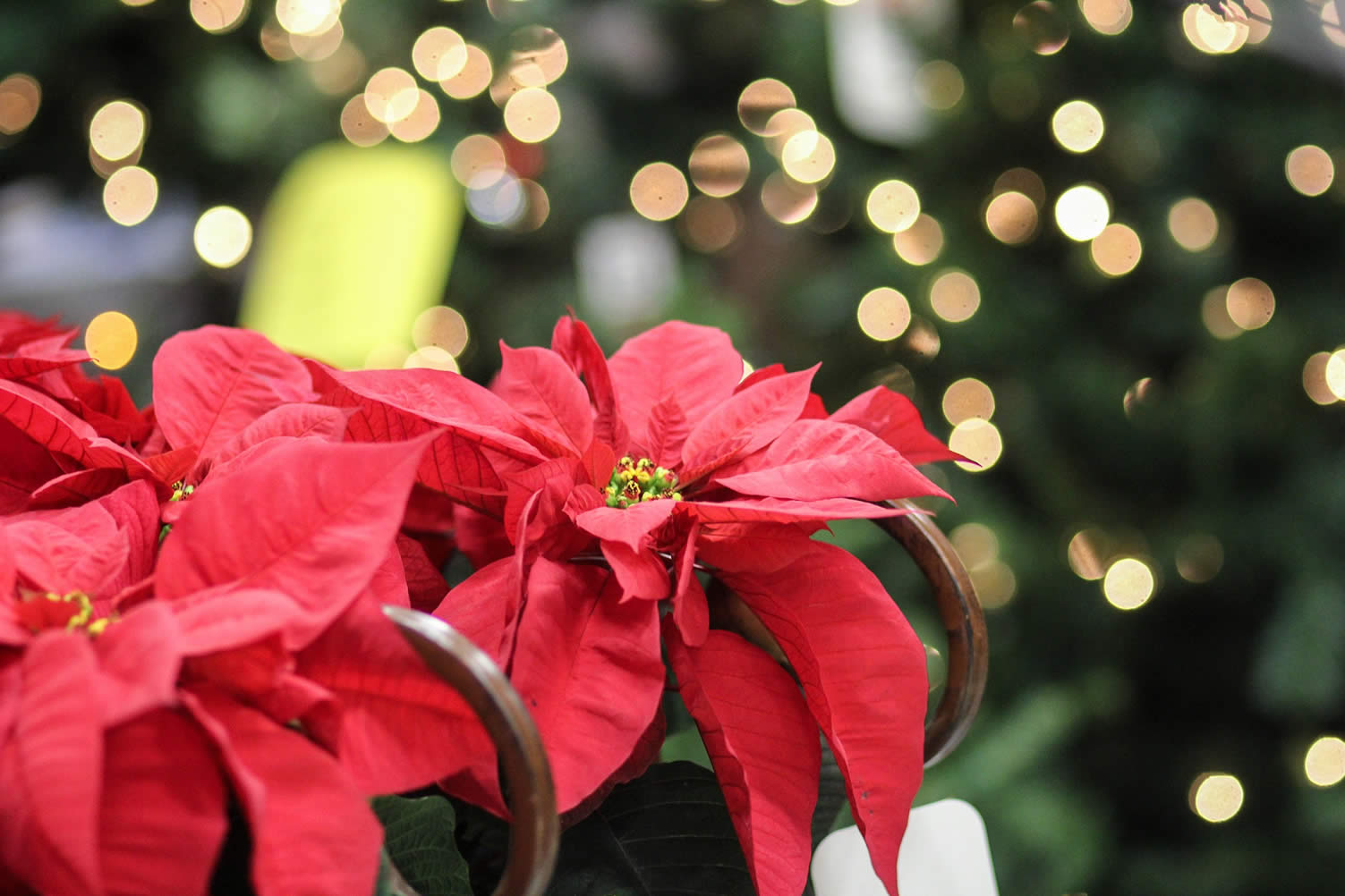favorite christmas traditions