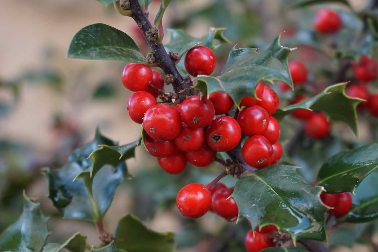favorite christmas traditions