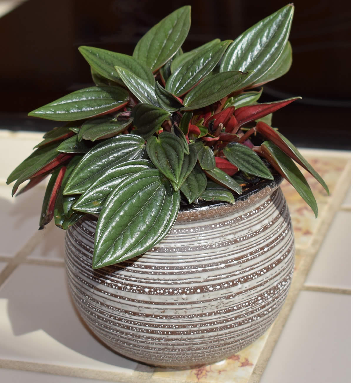 indoor gardening