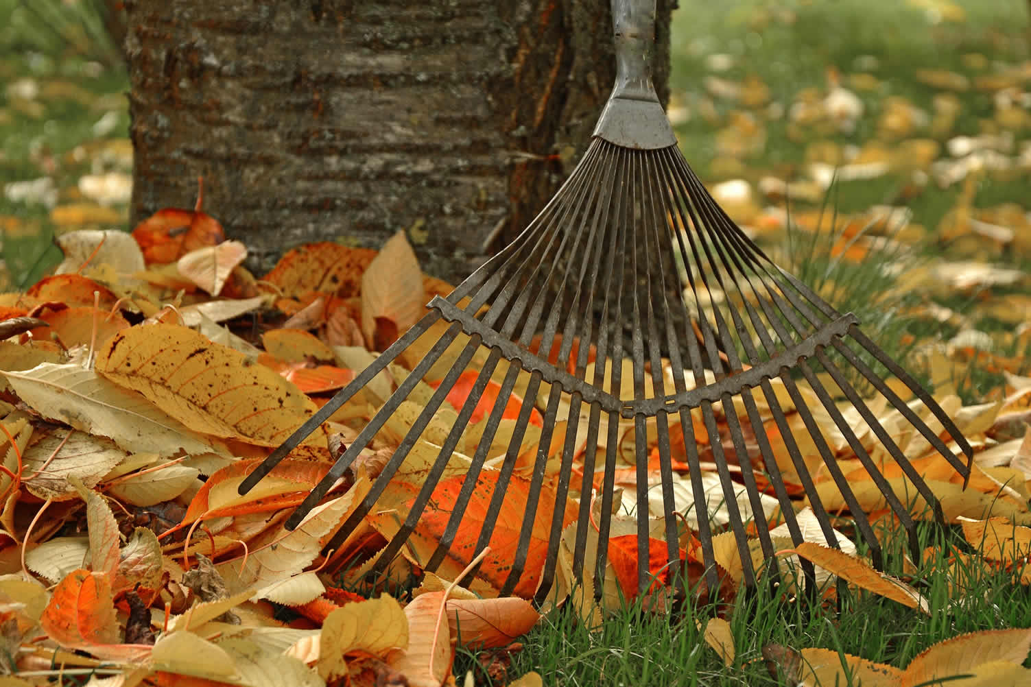 get your yard ready for spring
