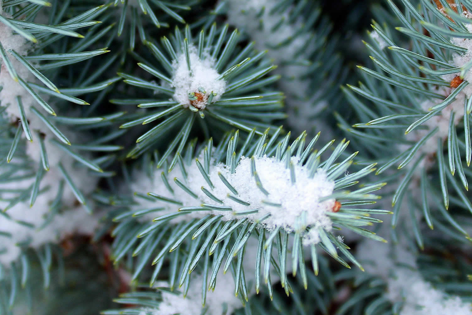 winter garden