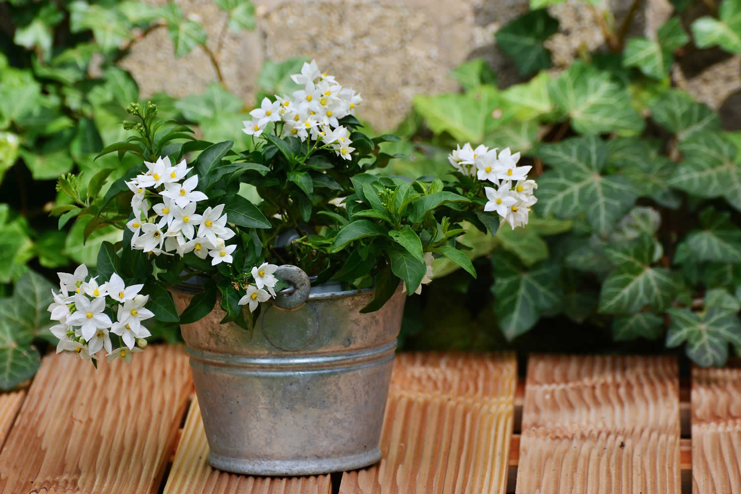 best indoor plants