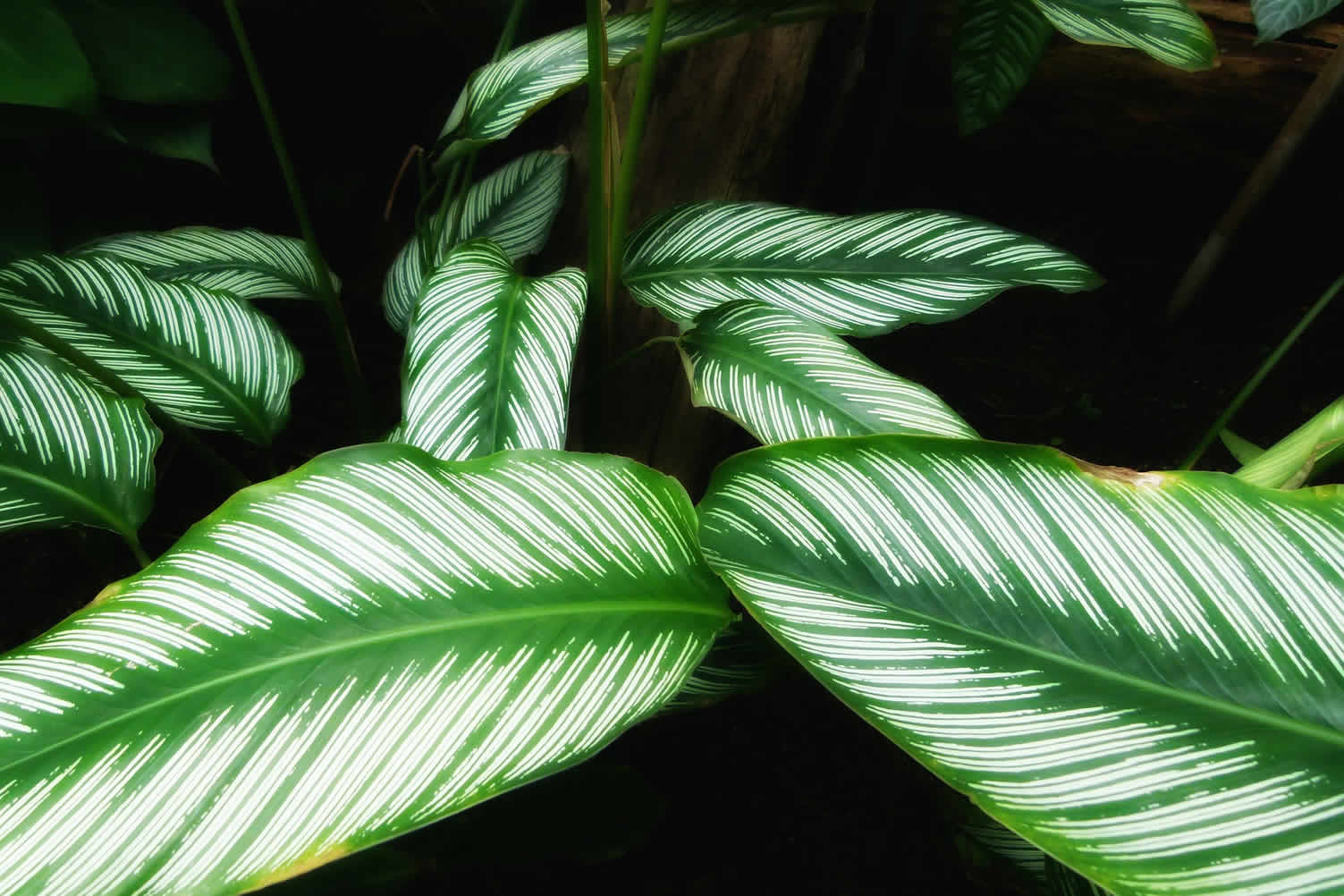 best indoor plants