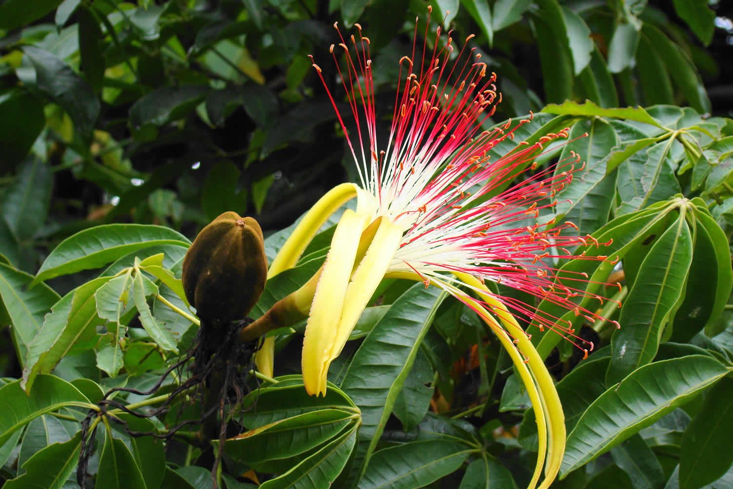 best indoor plants