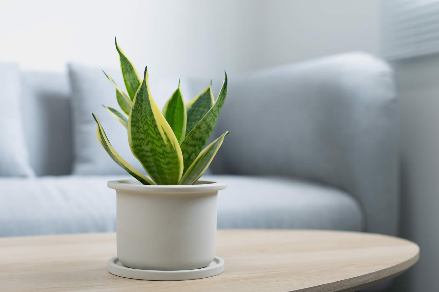 best indoor plants